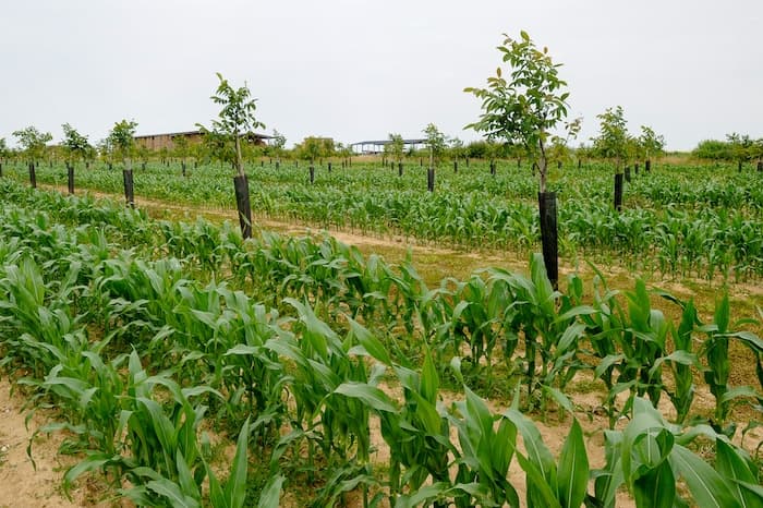 Ambition Agro Farms Ltd